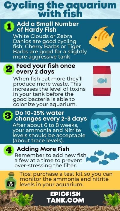 How To Cycle A Fish Tank: The Complete Beginner’s .